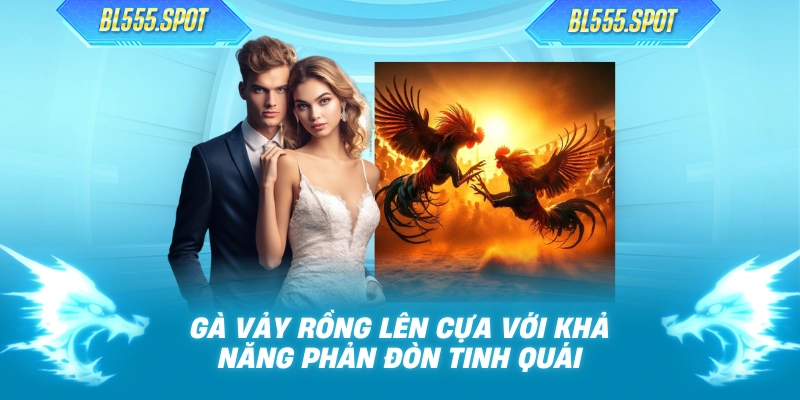 Gà vảy rồng lên cựa với khả năng phản đòn tinh quái