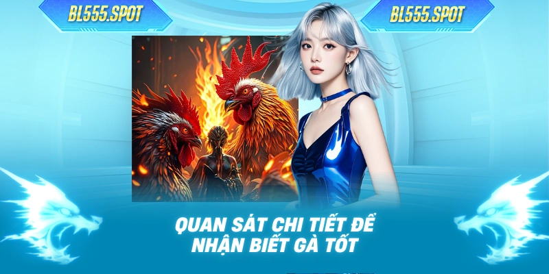 Quan sát chi tiết để nhận biết gà tốt